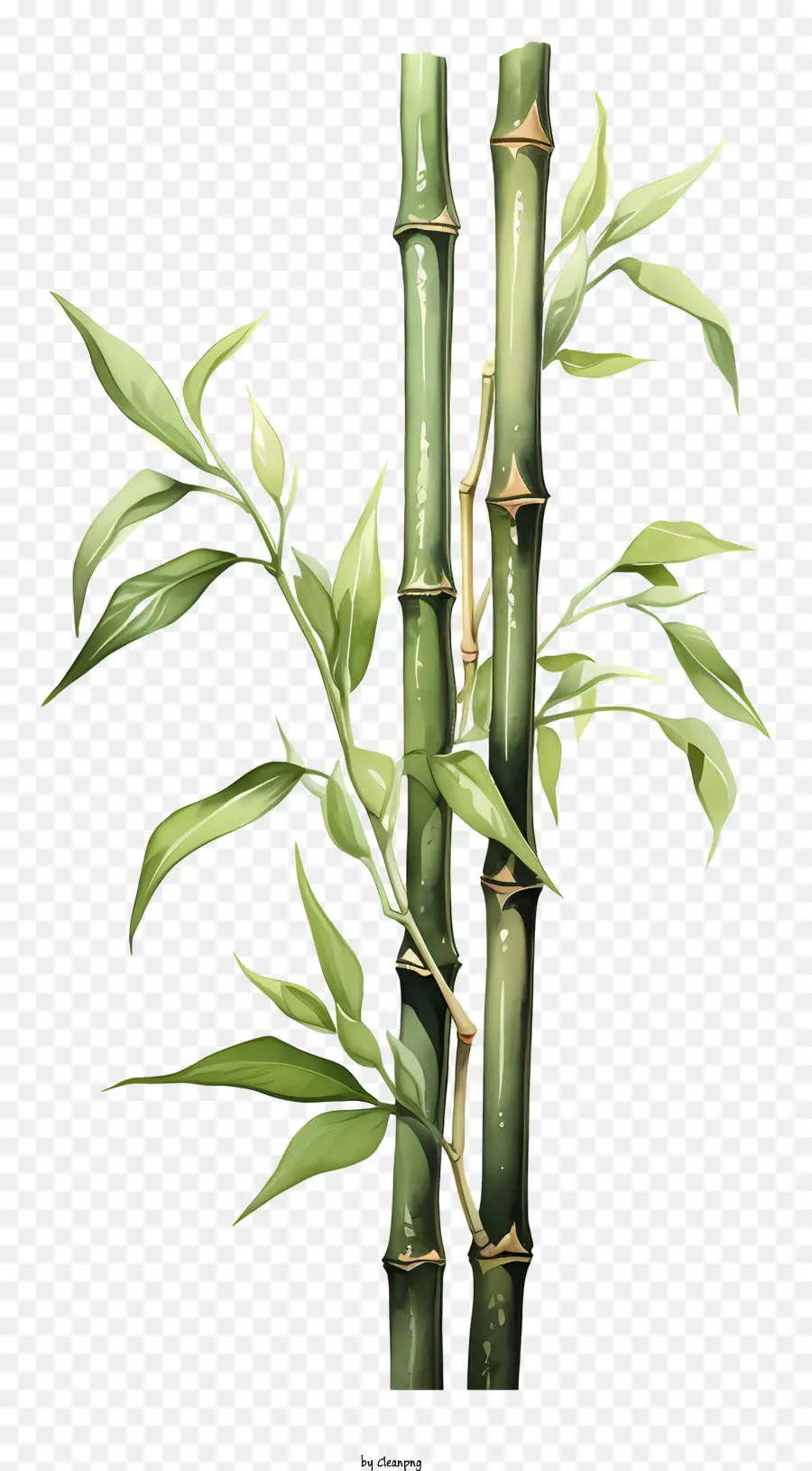 Batang Bambu Cat Air，Tanaman Bambu PNG