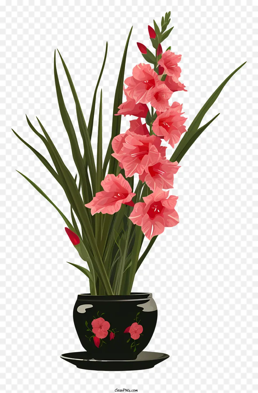 Gladiol，Bunga Merah Muda PNG