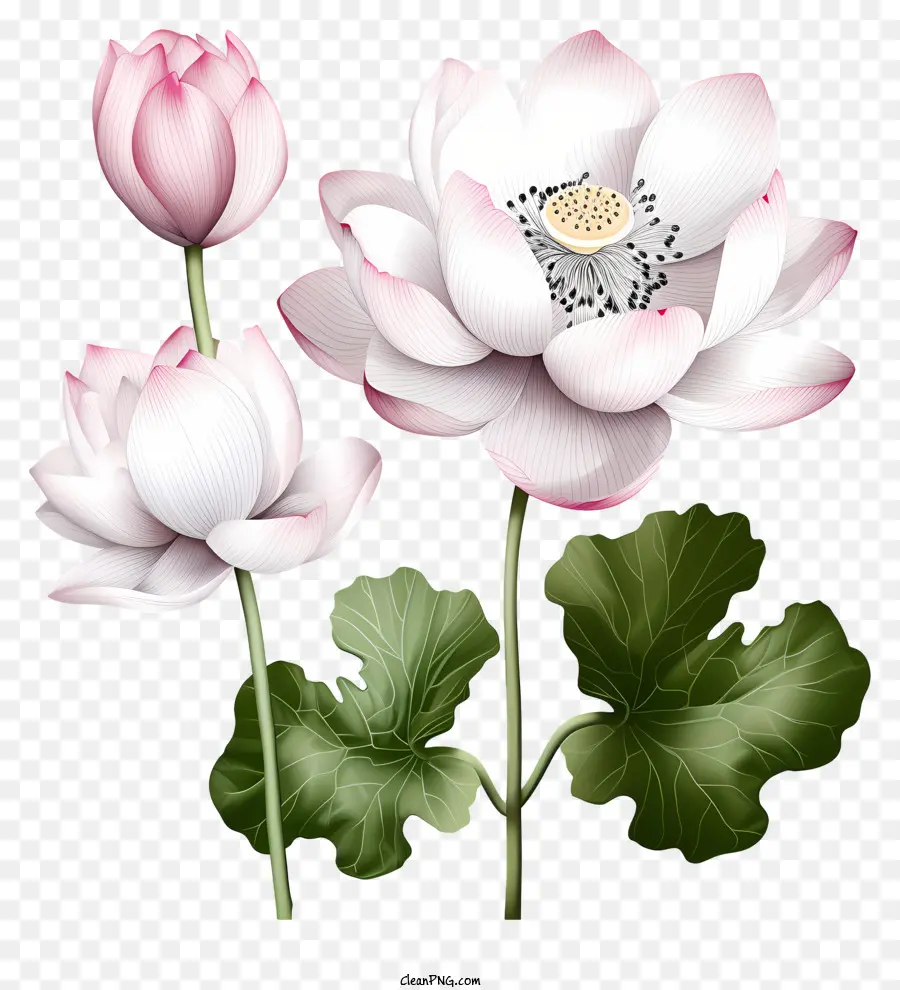 Bunga Teratai Gaya Sketsa，Pink Lotus PNG