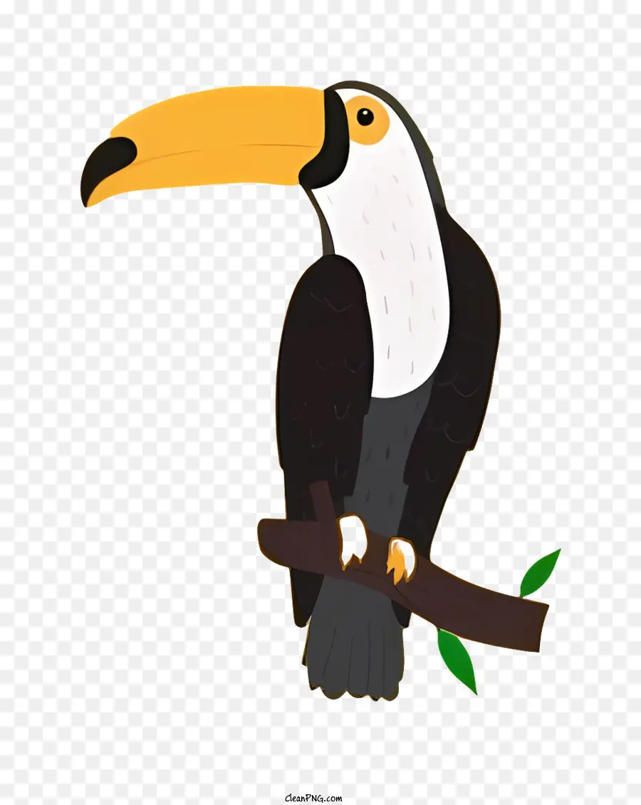 Burung Beo，Kartun Toucan PNG