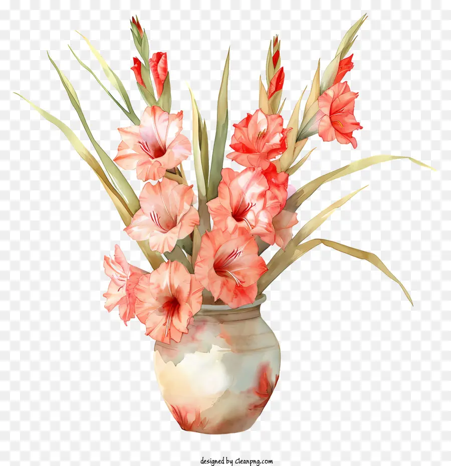 Gladiol，Vas Putih PNG