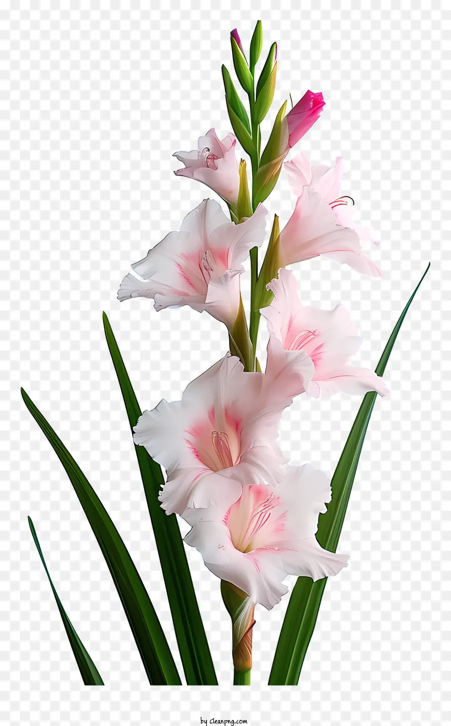 Gladiol，Merah Muda Dan Putih Bunga PNG
