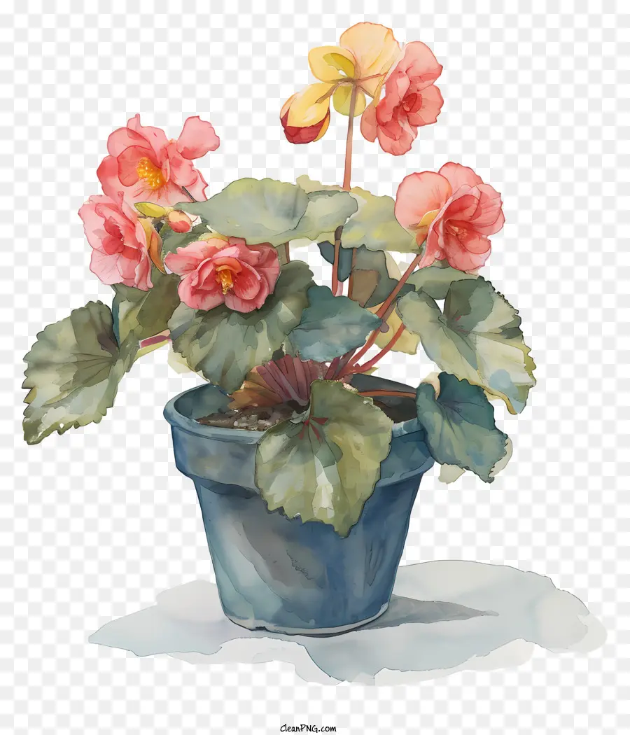 Begonia，Bunga Merah PNG