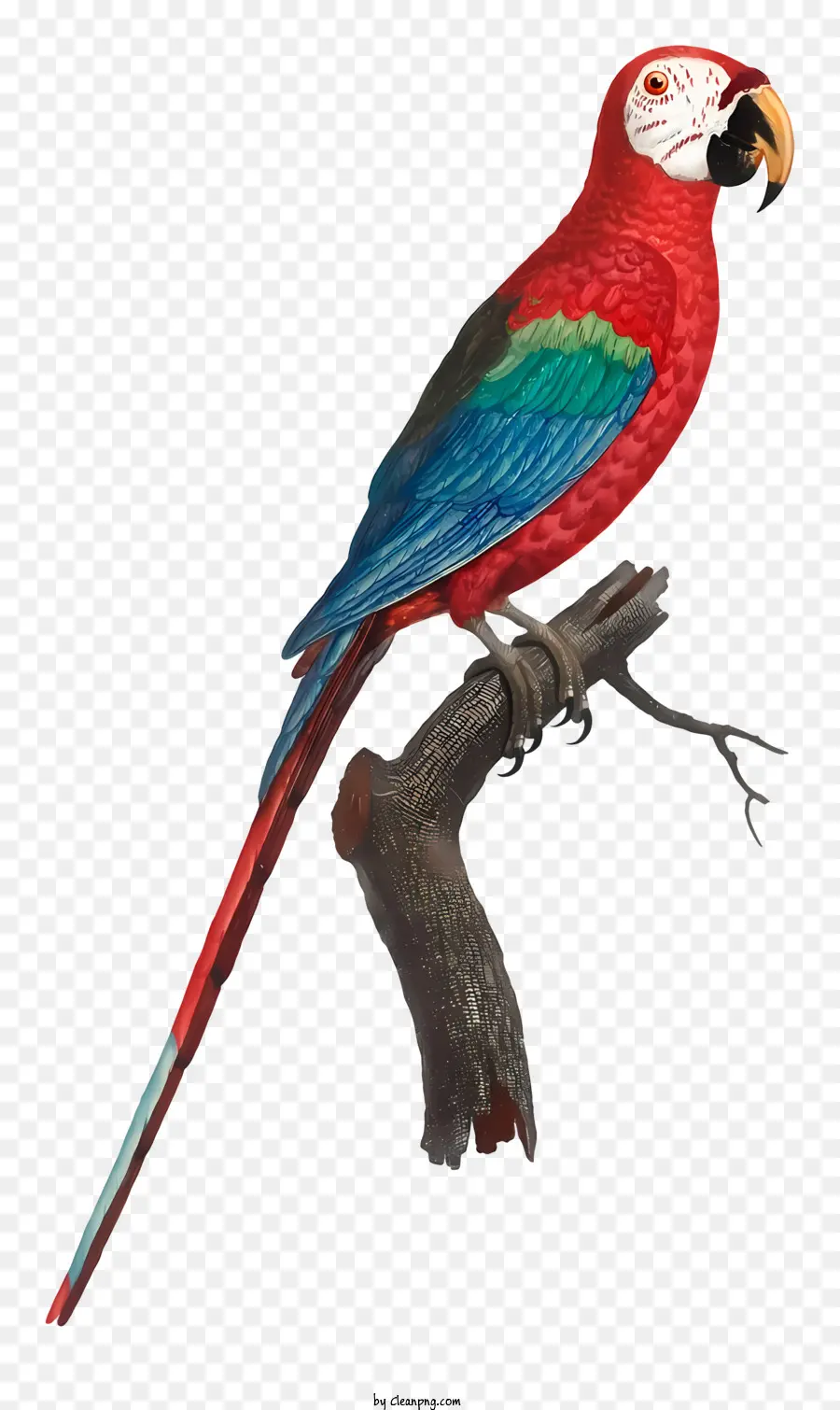 Burung Beo，Lukisan PNG
