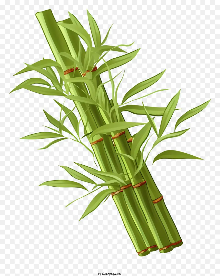 Batang Bambu Datar，Bambu PNG