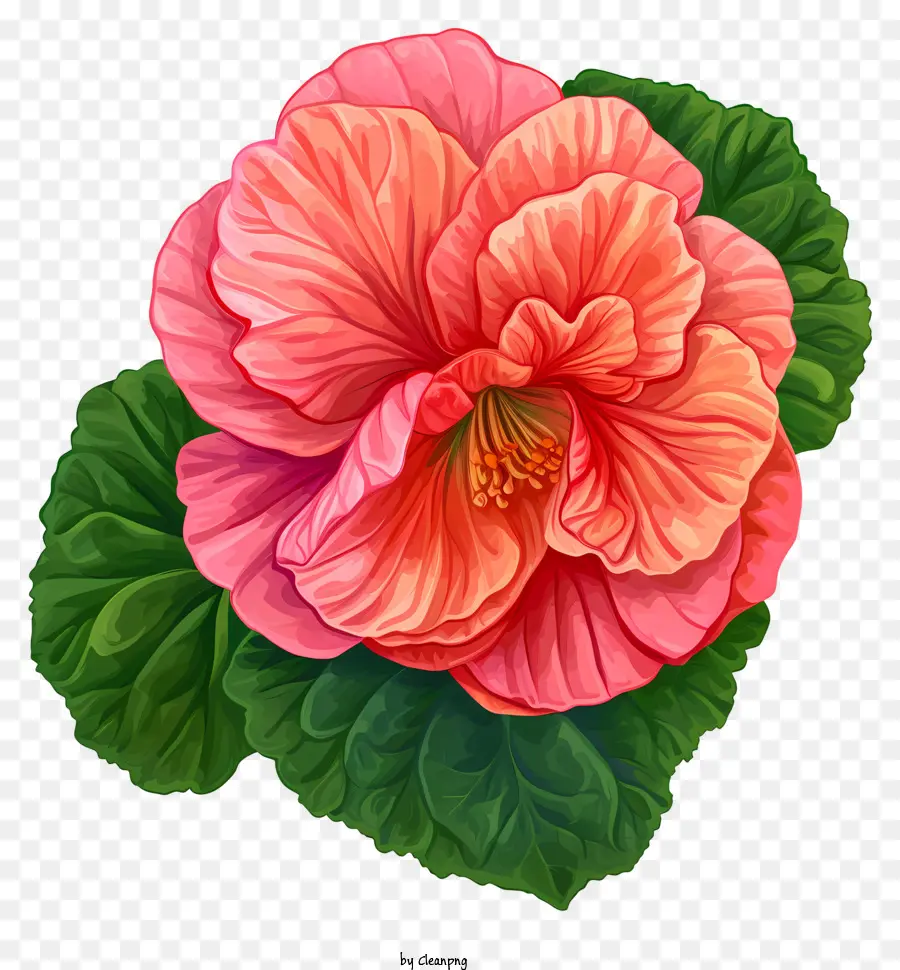 Begonia，Bunga Merah Muda PNG