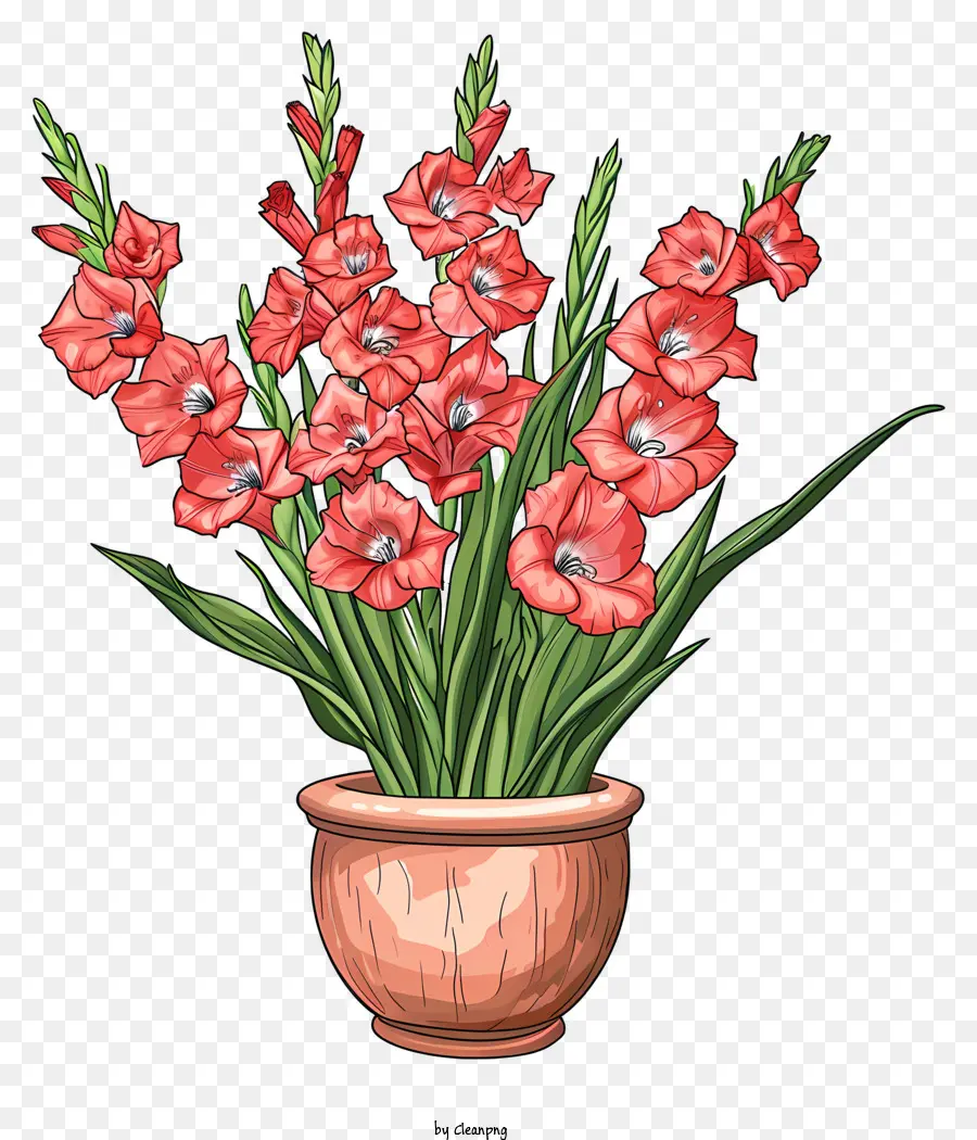 Gladiol，Gladiol Dalam Pot PNG