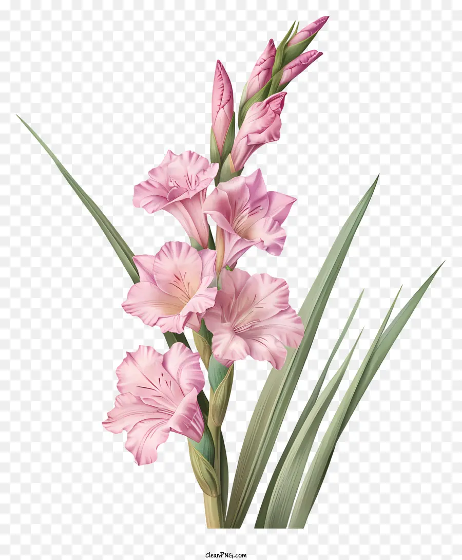 Gladiol，Bunga Merah Muda PNG