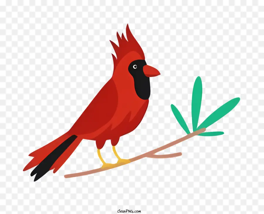 Burung Beo，Merah Kardinal Burung PNG