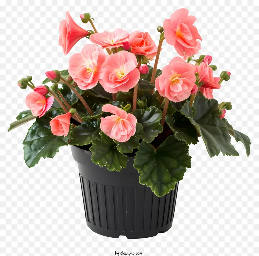 Begonia，Tanaman Berbunga Merah Muda PNG