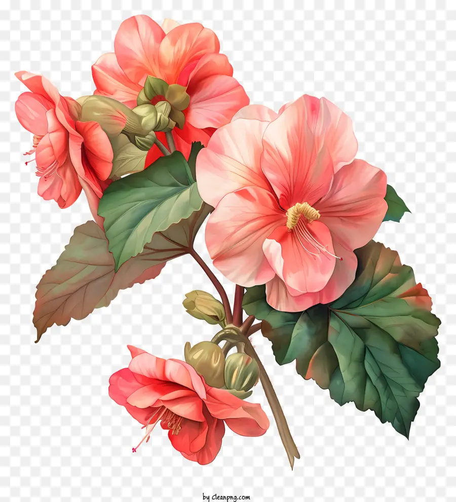 Begonia，Bunga Kembang Sepatu PNG