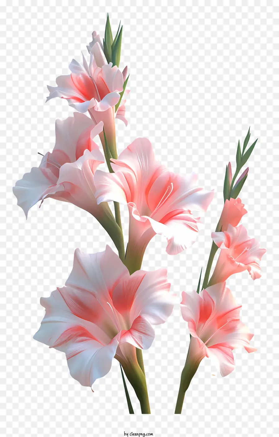 Gladiol，Bunga Putih PNG