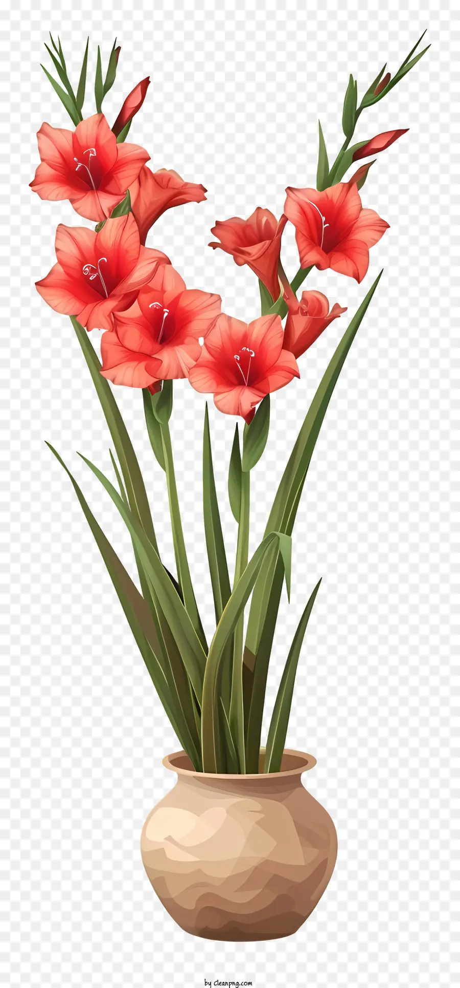 Gladiol，Bunga Gladiol PNG