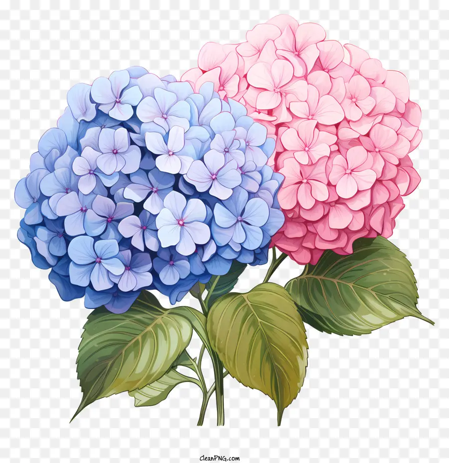 Bunga Hydrangea Gaya Doodle，Hortensia PNG