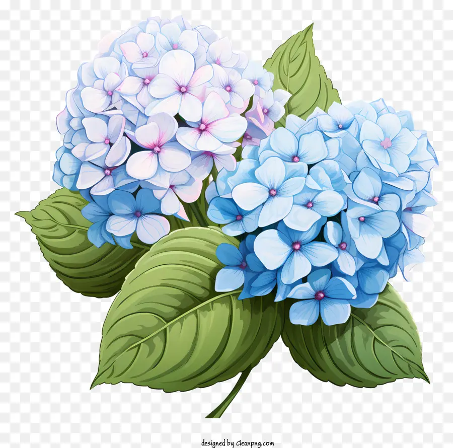 Bunga Hydrangea Gaya Doodle，Hydrangea Biru PNG