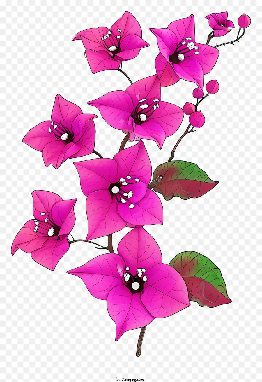 Bougainvillea Datar，Bunga Merah Muda PNG