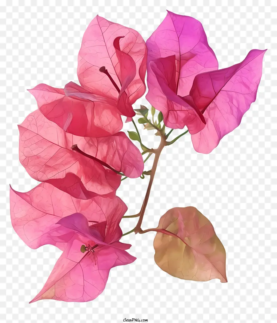 Bunga Bugenvil，Bunga Merah Muda PNG