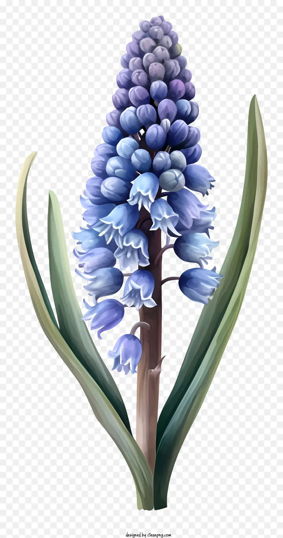 Seni Vektor Sederhana Hyacinth Hyacinth，Bunga Biru PNG