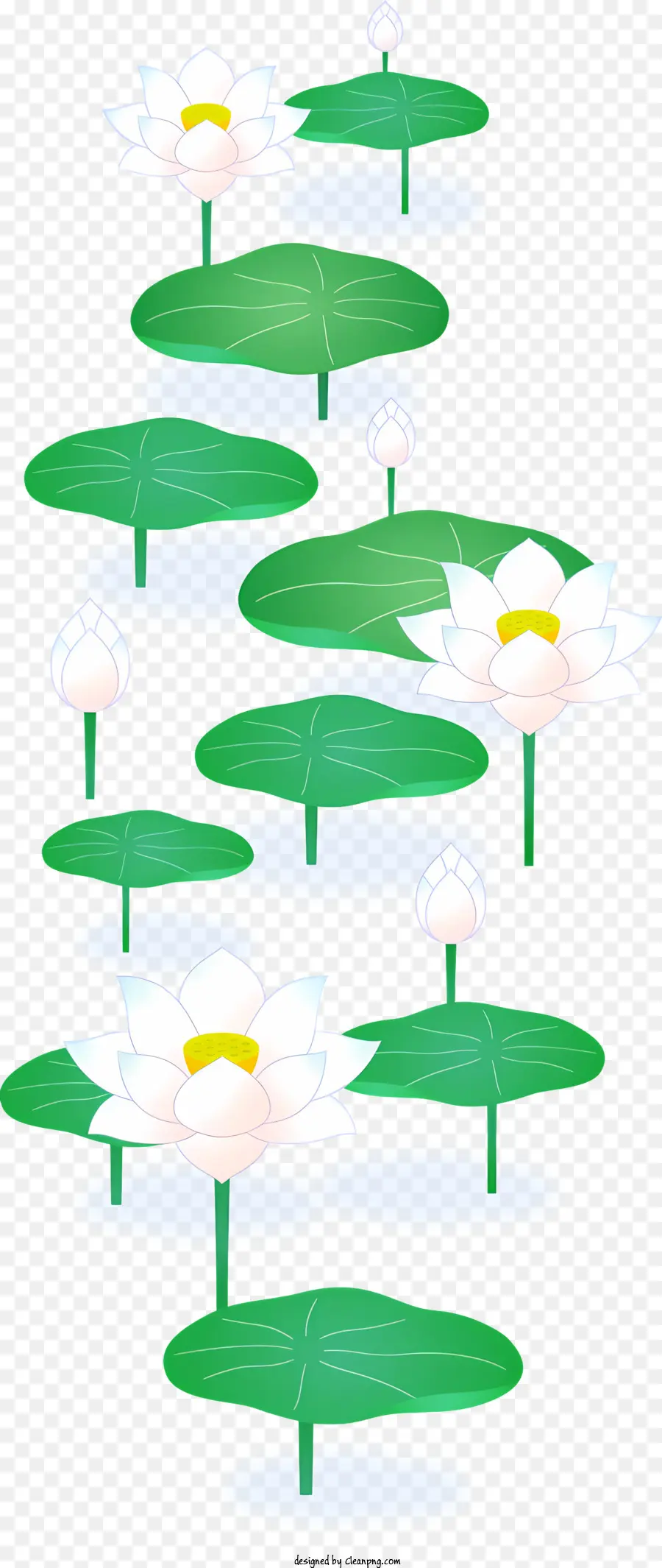Bunga Teratai，Bunga Teratai Putih PNG