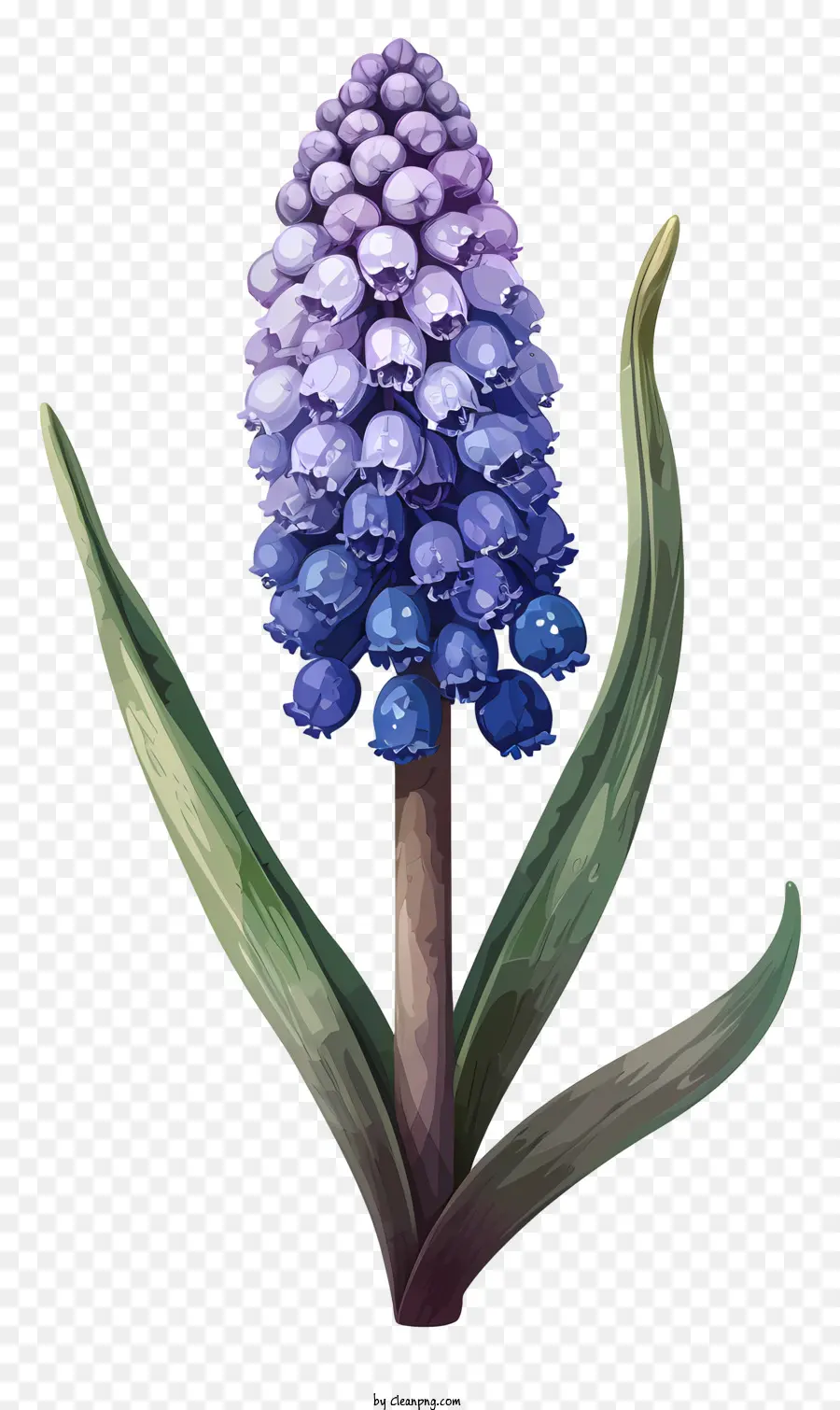Hyacinth Anggur Kartun，Bunga Biru PNG