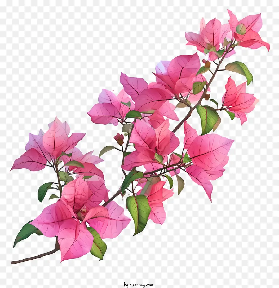 Bougainvillea 3d Yang Realistis，Bunga Merah Muda PNG