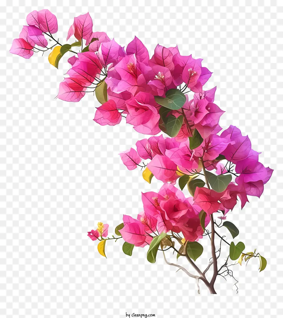 Bougainvillea Yang Realistis，Bugenvil Merah Muda PNG