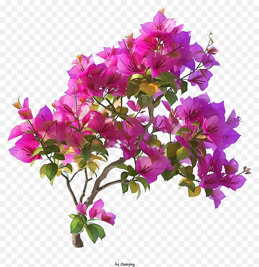 Bougainvillea 3d Yang Realistis，Bugenvil Merah Muda PNG