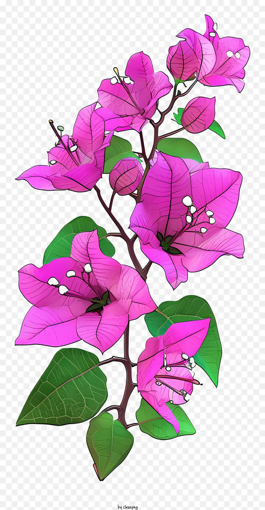 Bougainvillea Datar，Bugenvil PNG
