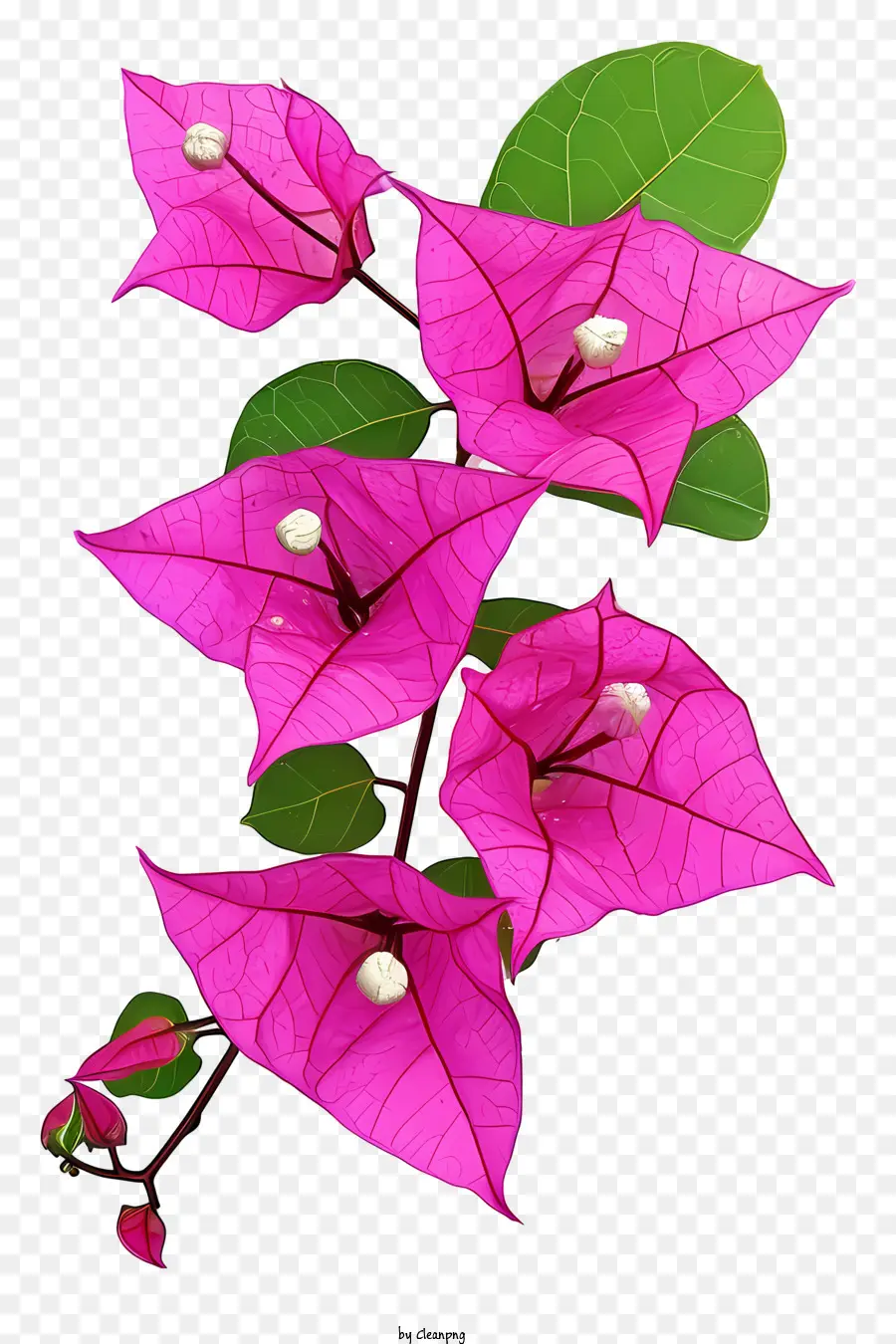 Bunga Bugenvil，Bunga Merah Muda PNG