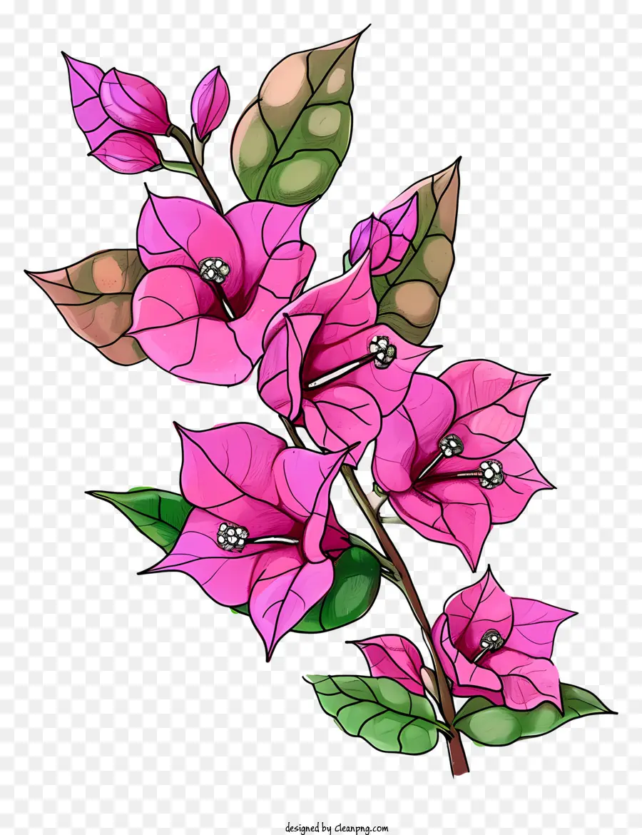 Bougainvillea Yang Digambar Tangan，Pink Bugenvil PNG