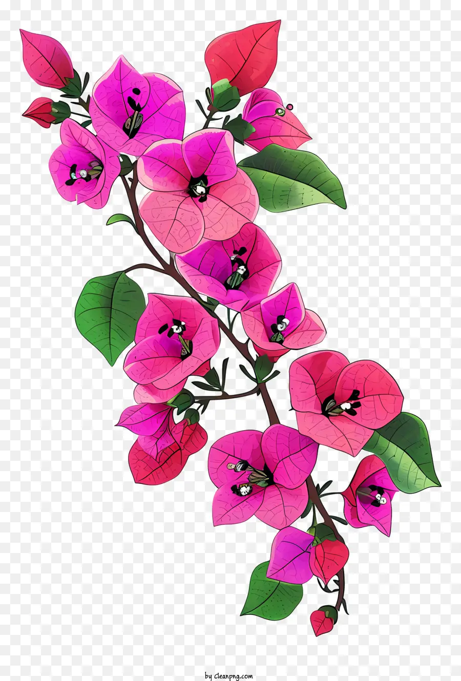 Ikon Bougainvillea，Bunga Merah Muda PNG
