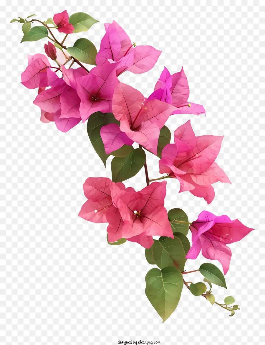 Bugenvil，Bunga Merah Muda PNG