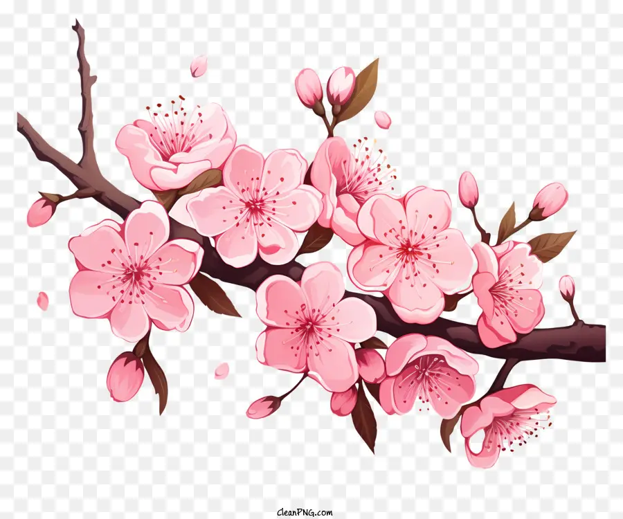 Bunga Cabang Sakura Yang Digambar Tangan，Bunga Sakura PNG