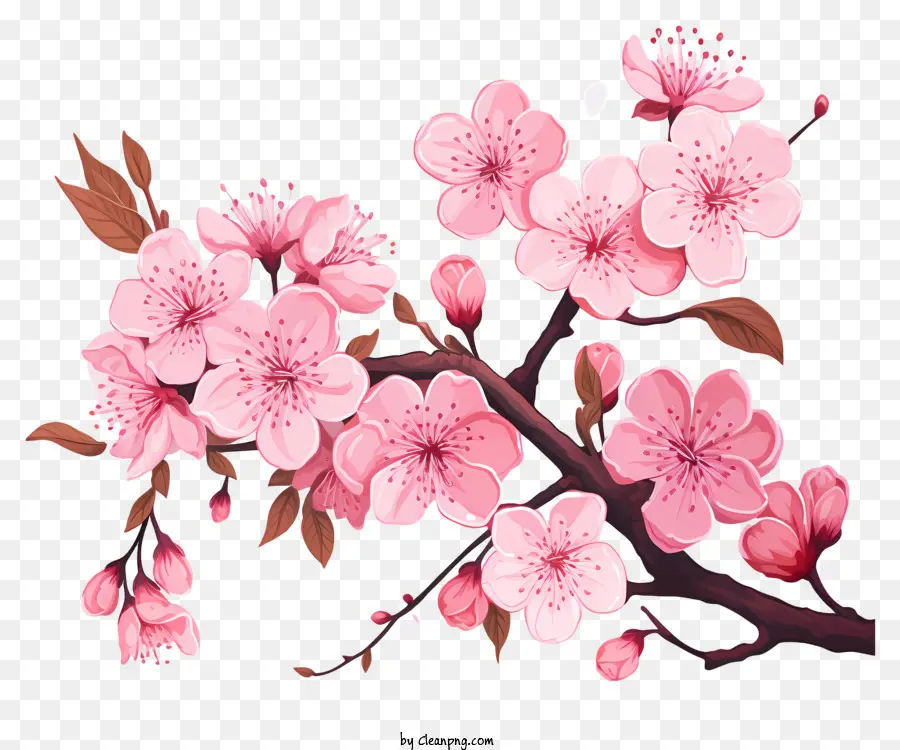 Bunga Cabang Ceri Yang Digambar Tangan，Pohon Sakura PNG