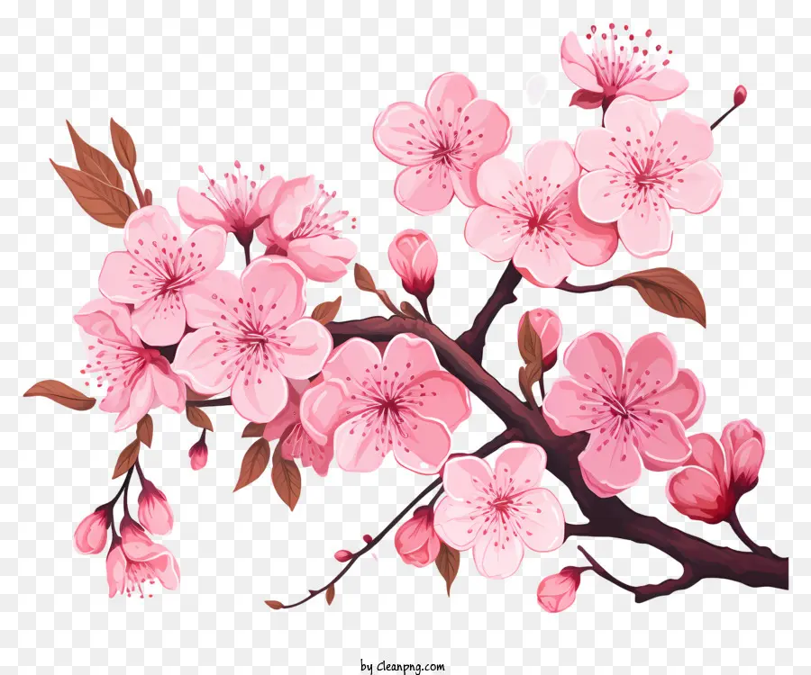 Bunga Cabang Sakura Yang Digambar Tangan，Bunga Sakura PNG