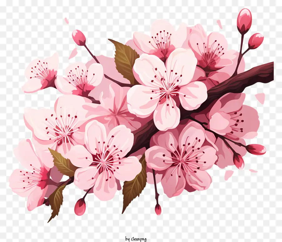 Bunga Cabang Ceri Yang Digambar Tangan，Bunga Sakura PNG