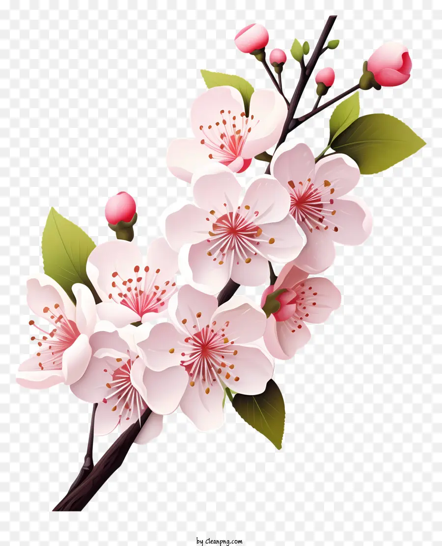 Bunga Cabang Ceri Datar，Bunga Sakura PNG