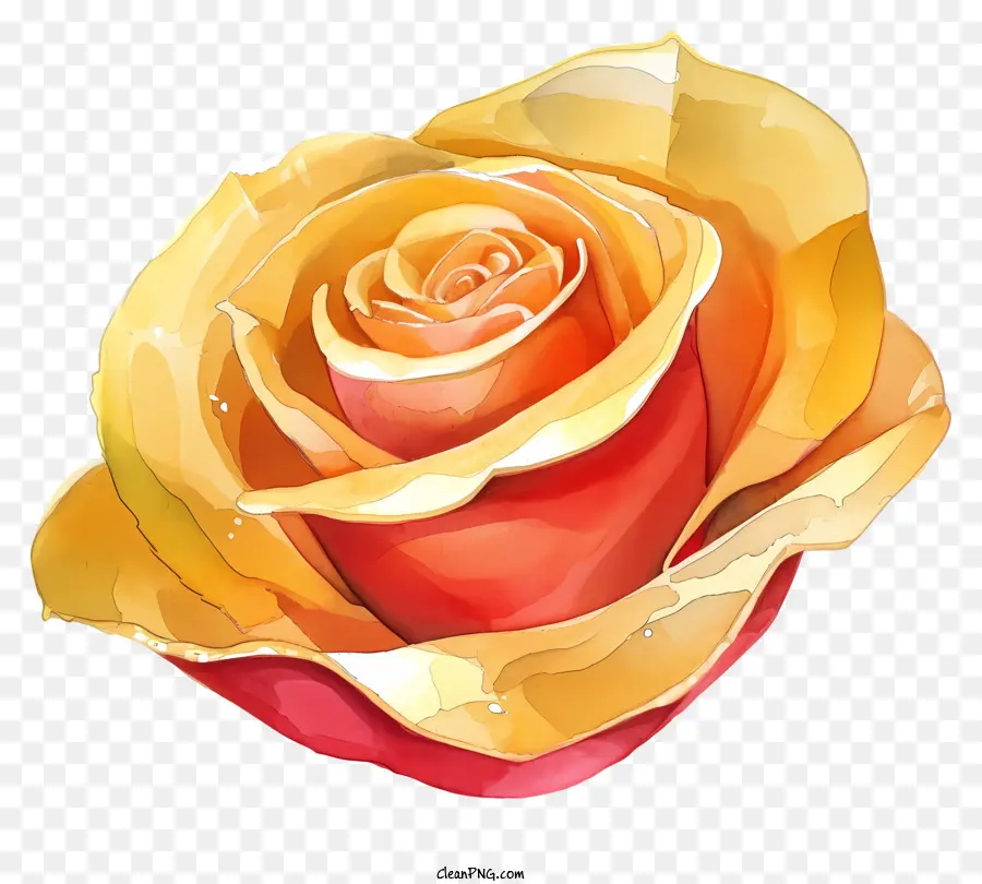 Mawar Dan Kertas Cat Air，Mawar Kuning Keemasan PNG