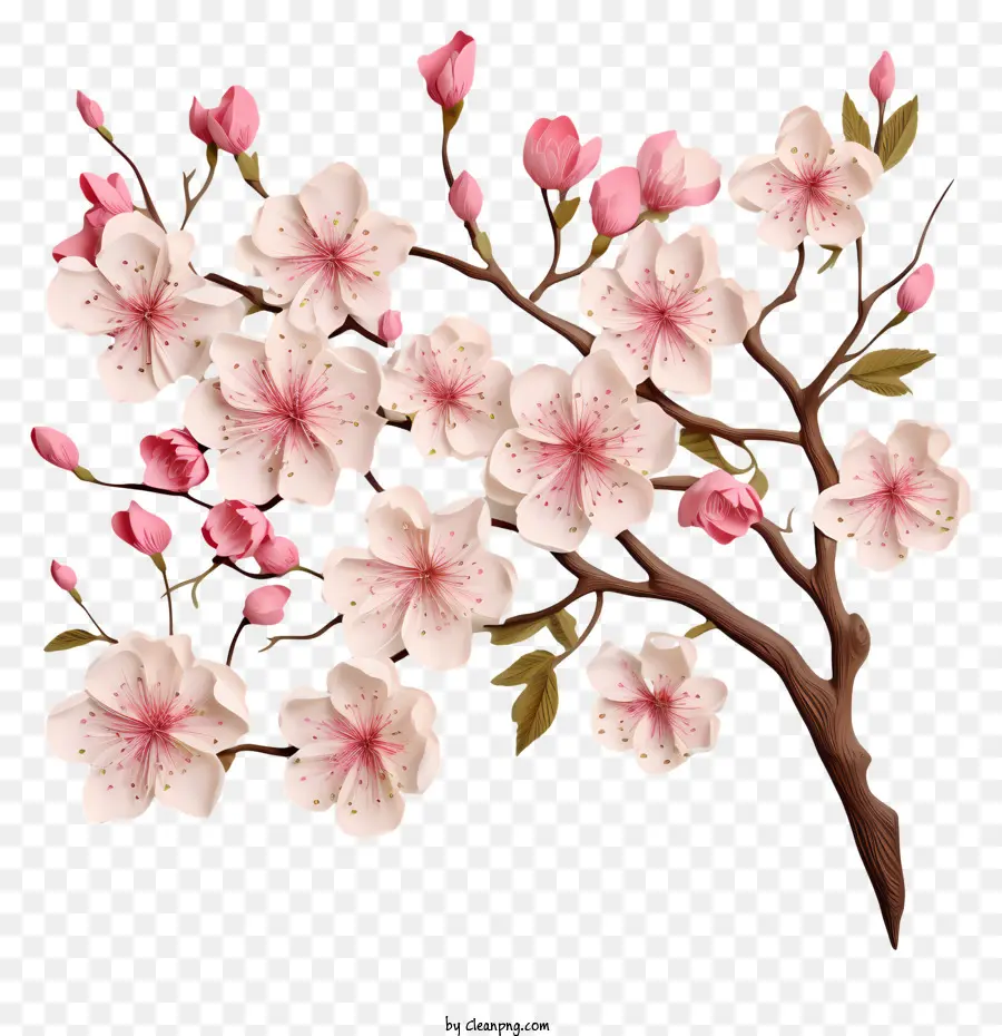 Kertas Kosong Dengan Bunga Sakura，Cabang Pohon PNG