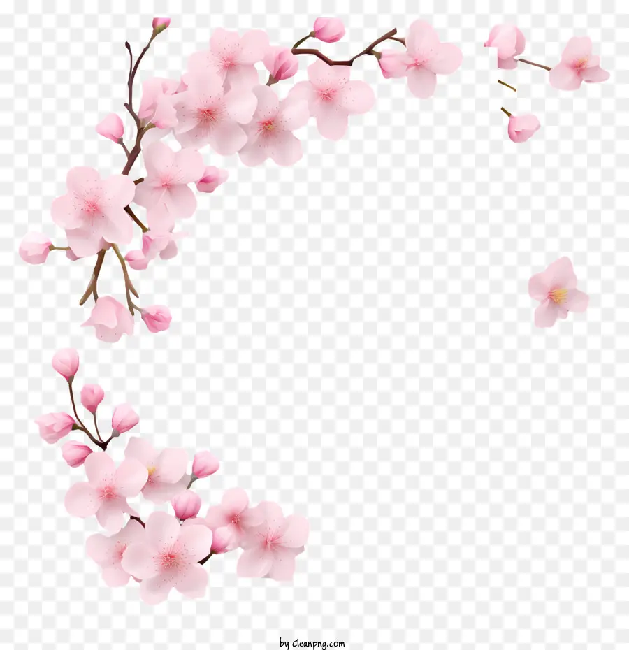 Kertas Kosong Dengan Bunga Sakura，Bunga Sakura PNG