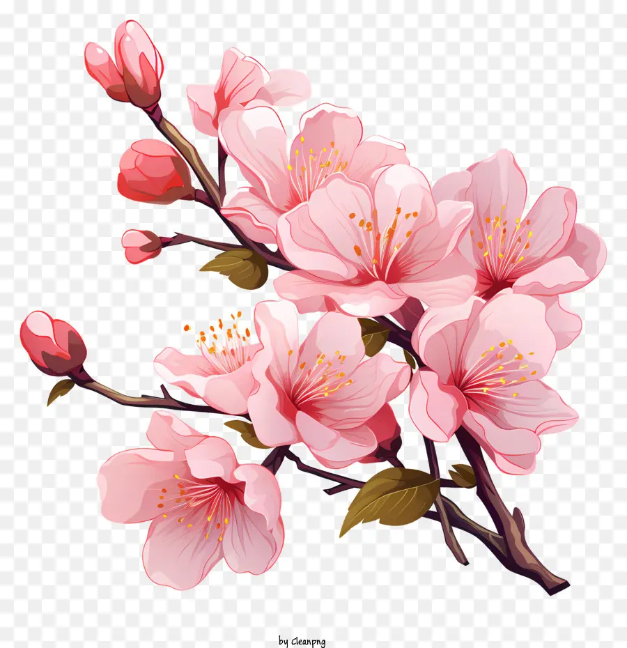 Cabang Cherry Sakura Dengan Bunga Mekar，Bunga Merah Muda PNG