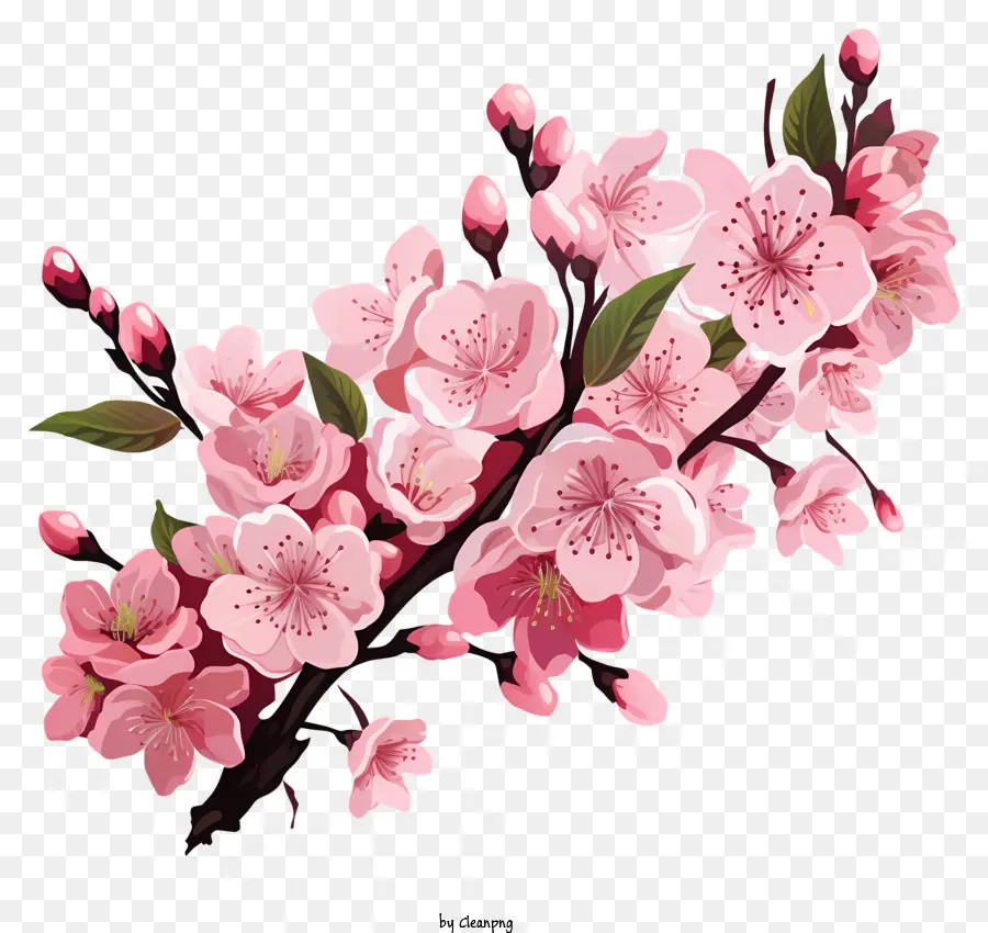 Doodle Style Cherry Branch Blossom，Bunga Sakura PNG