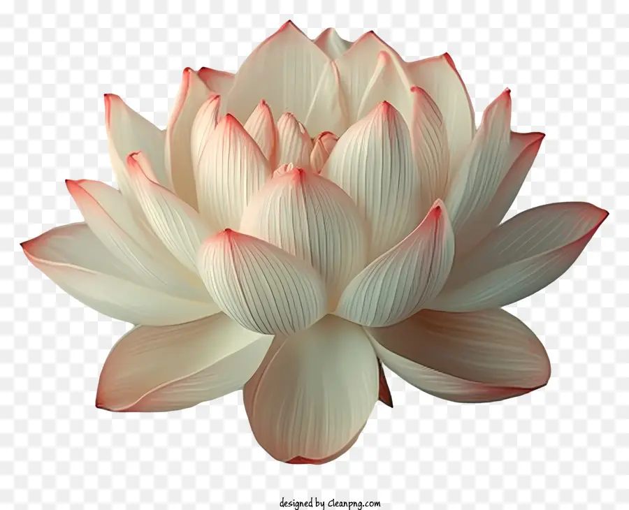 Bunga Teratai，Putih Bunga Teratai PNG
