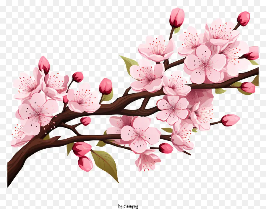 Bunga Cabang Ceri Yang Digambar Tangan，Sakura PNG