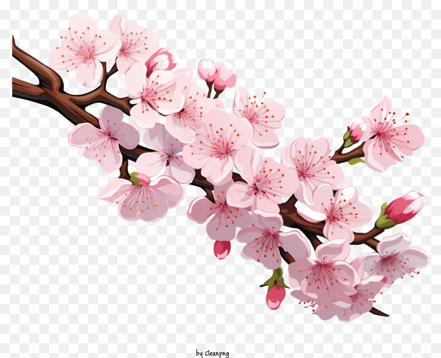 Bunga Cabang Ceri Yang Digambar Tangan，Bunga Sakura PNG