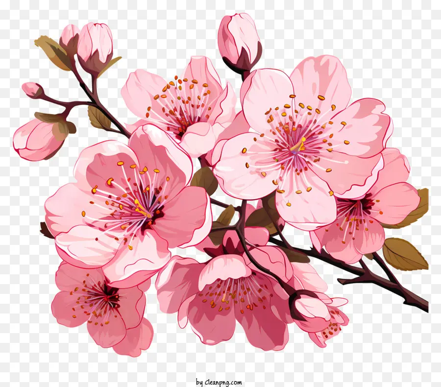Cabang Dan Bunga Sakura，Bunga Sakura PNG