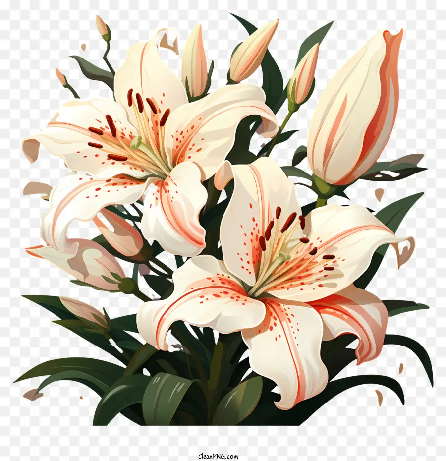 Lily Paskah，Bunga Lili Putih PNG