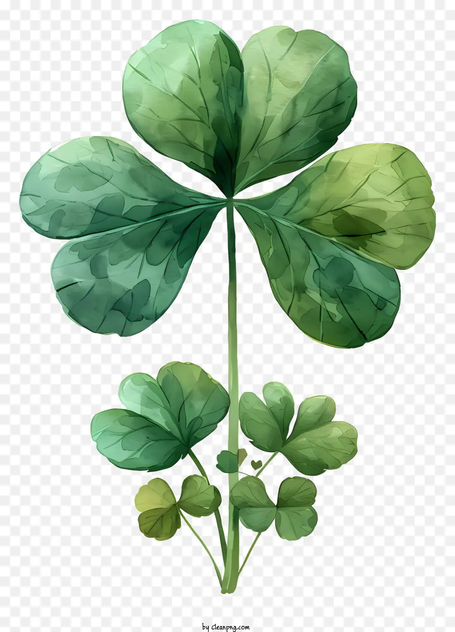 Shamrock，Semanggi Berdaun Empat PNG