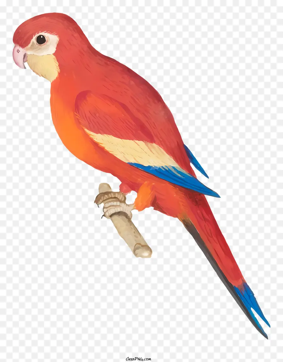 Burung Beo，Merah Dan Biru PNG