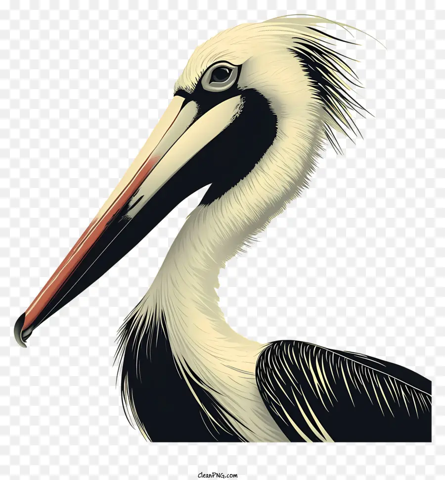 Burung Pelikan，Pelikan PNG